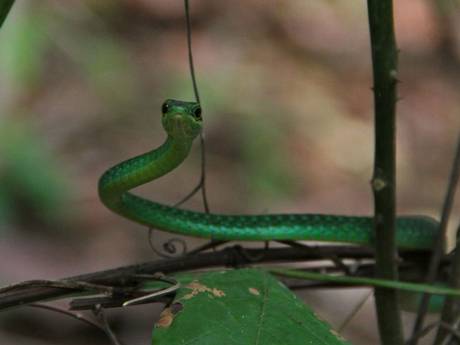 The Principe Green Snake - Sao tome and Principe: Prepare for turtle immersion - Executive Salad